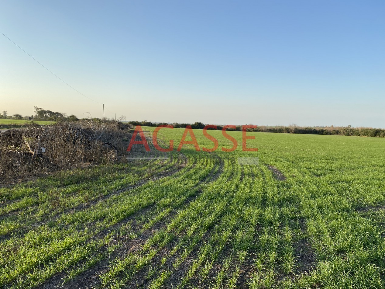 Zona Espinillo. Vendo 13 Hectareas de campo en produccion. 